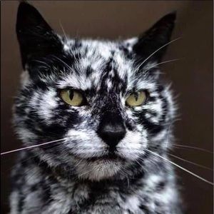 Meet your Posher, Cheryl